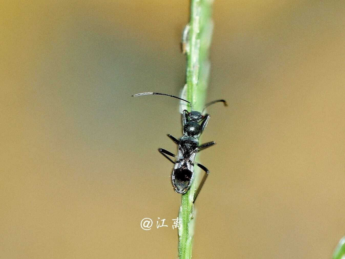 Imagem de Eucosmetus formosus Bergroth & E. 1894