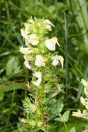 Слика од Pedicularis elongata A. Kerner