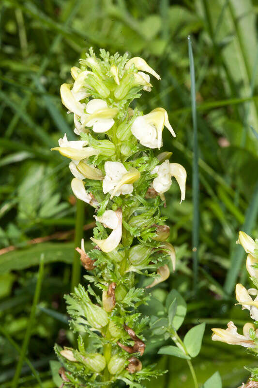 Слика од Pedicularis elongata A. Kerner