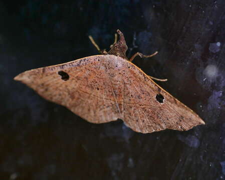 Image of Variable Metallata Moth