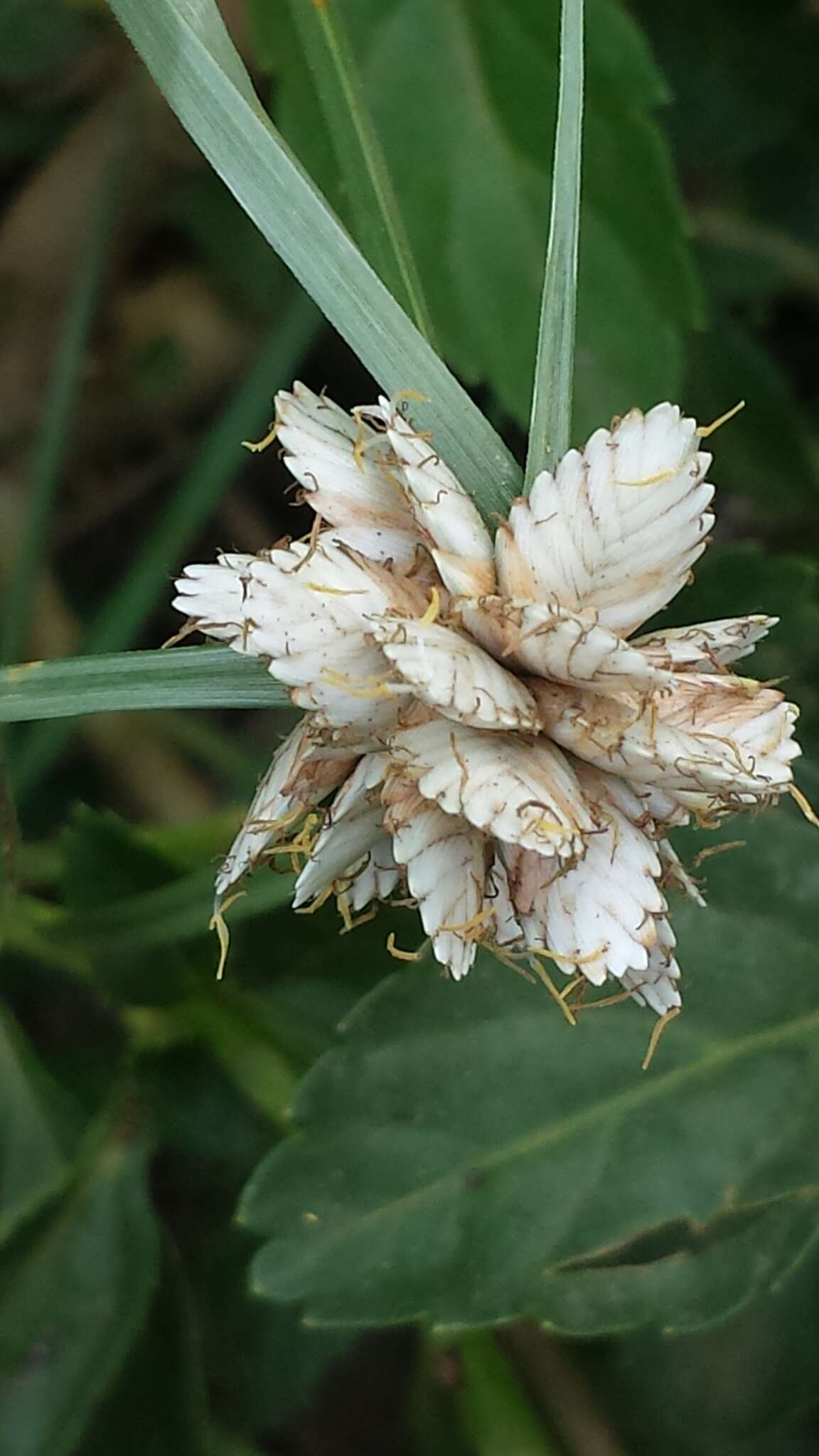 Image of Cyperus niveus Retz.