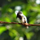 Image of Bumblebee Hummingbird
