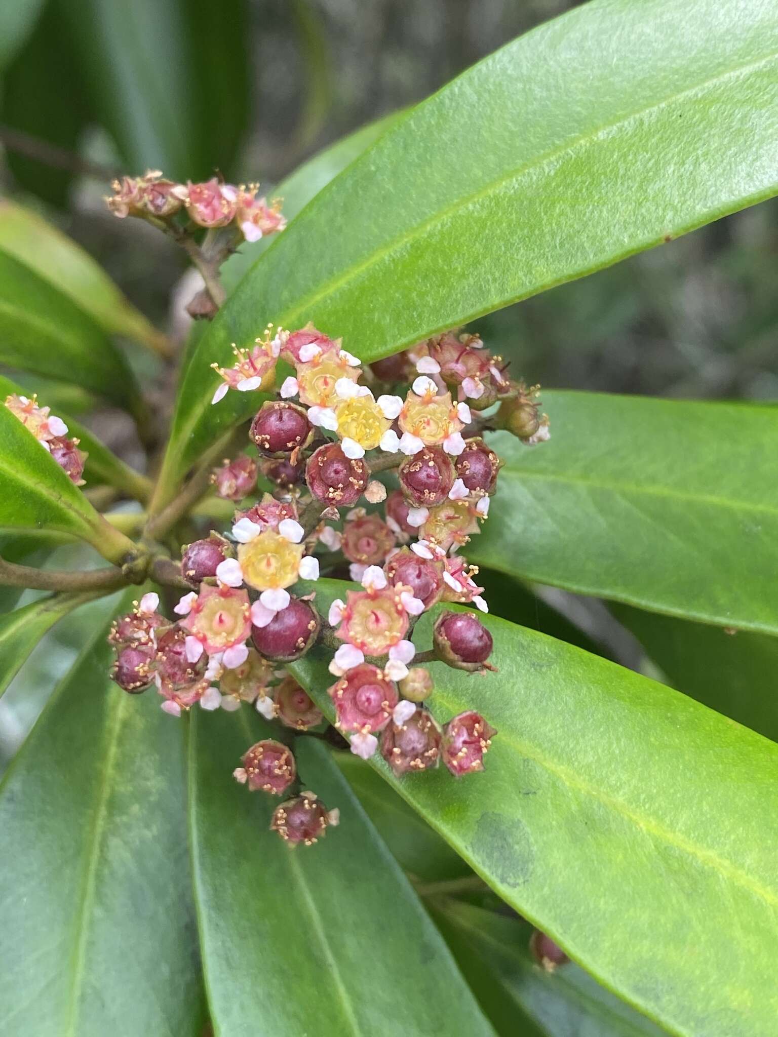 Image de Tristaniopsis exiliflora (F. Müll.) P. G. Wilson & J. T. Waterhouse