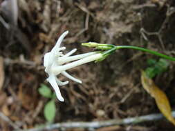 Image of Cyclanthera filiformis (Kuntze) H. Schaef. & S. S. Renner