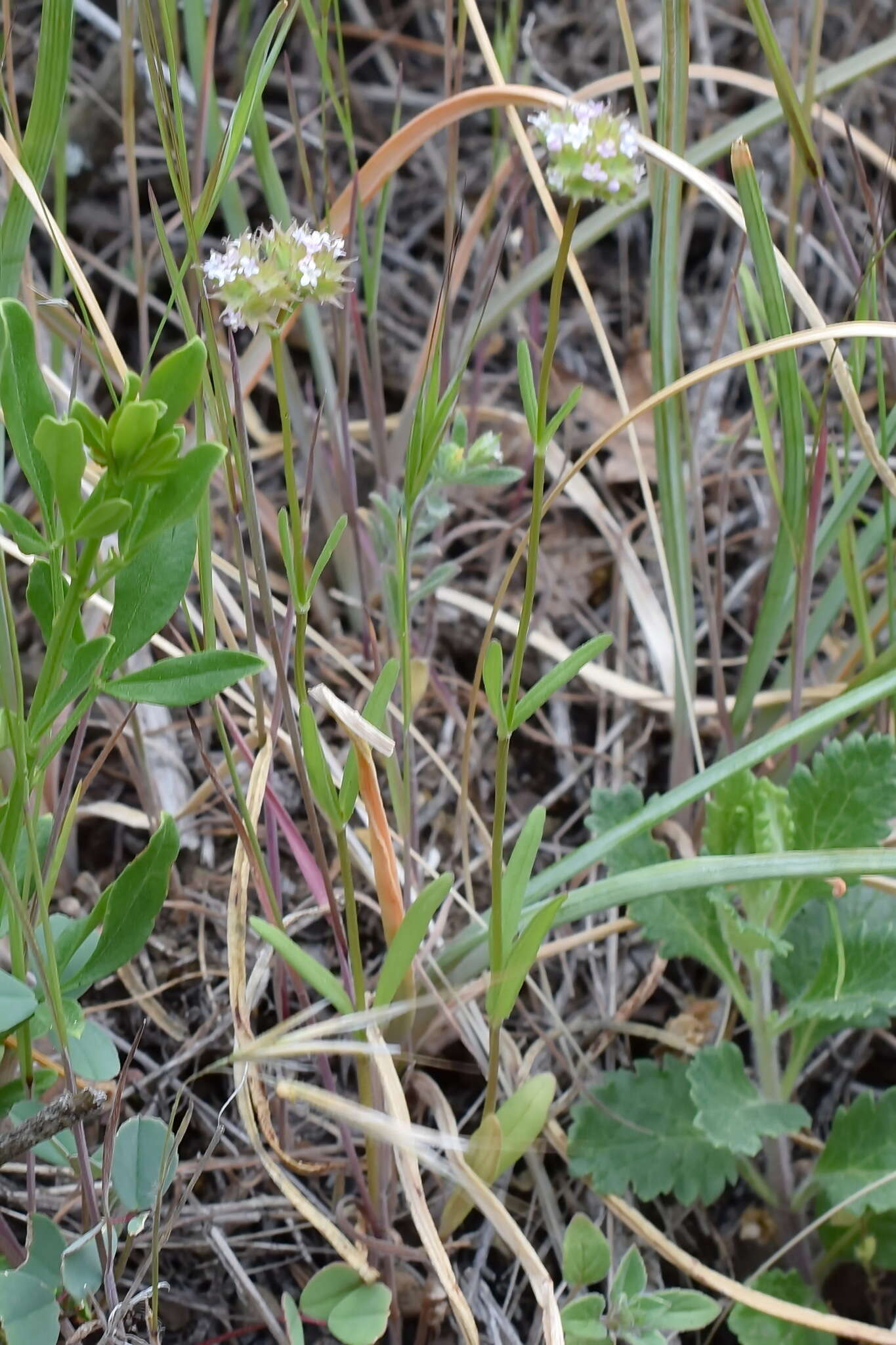 Image of Valerianella coronata (L.) DC.