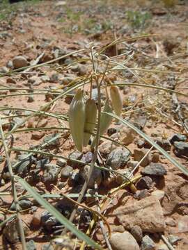 Image of Cutler's milkweed