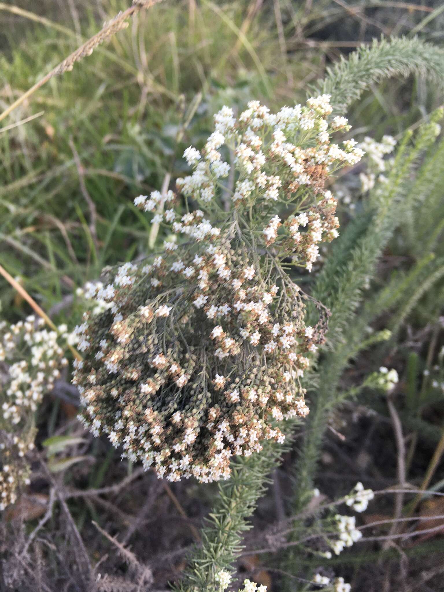 Image of Selago glomerata Thunb.