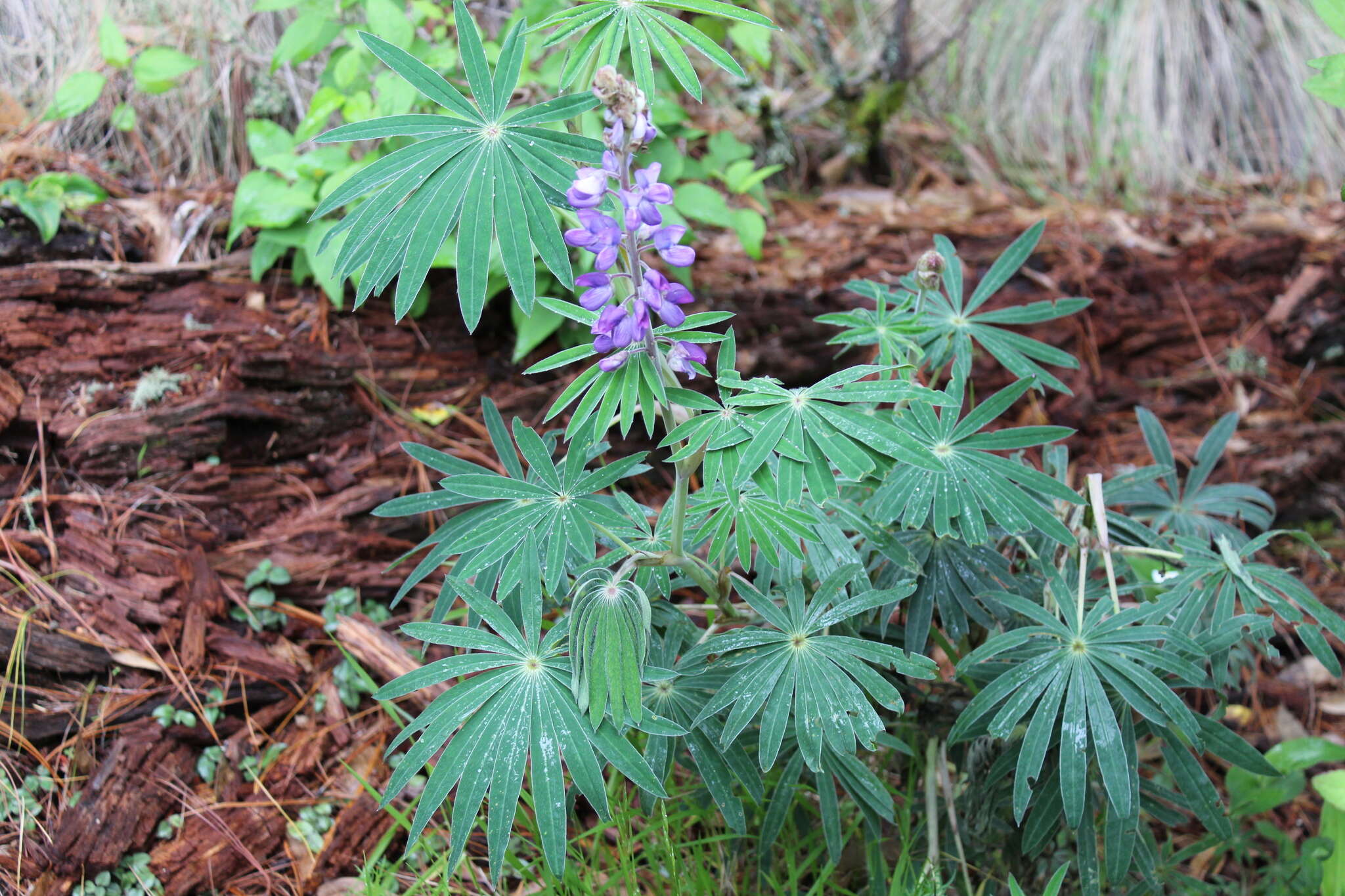 Image of Lupinus montanus Kunth