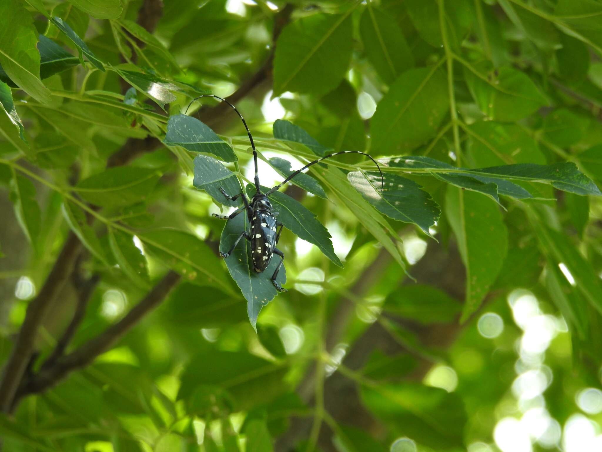 Image of Citrus long-horned beetle