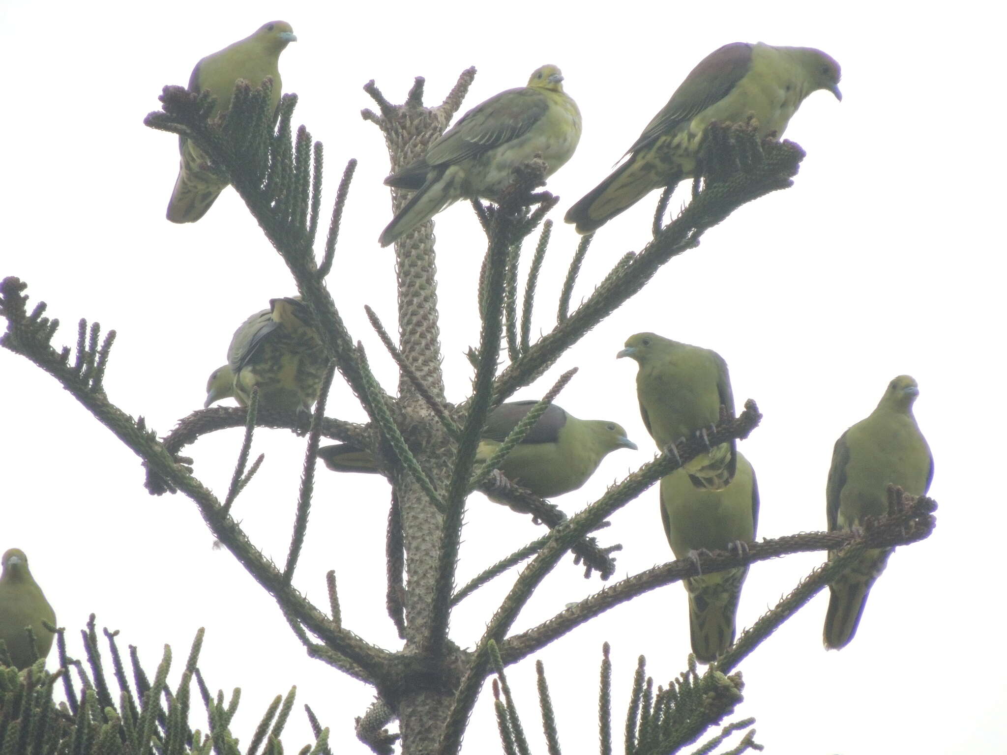 Image of Taiwan Green-pigeon