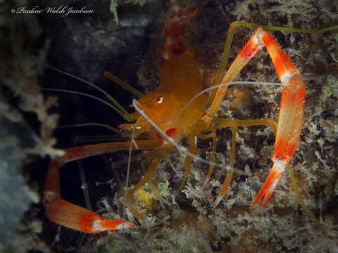 Image of yellowbanded coral shrimp