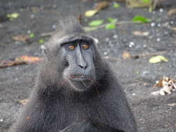 Image of Celebes crested macaque