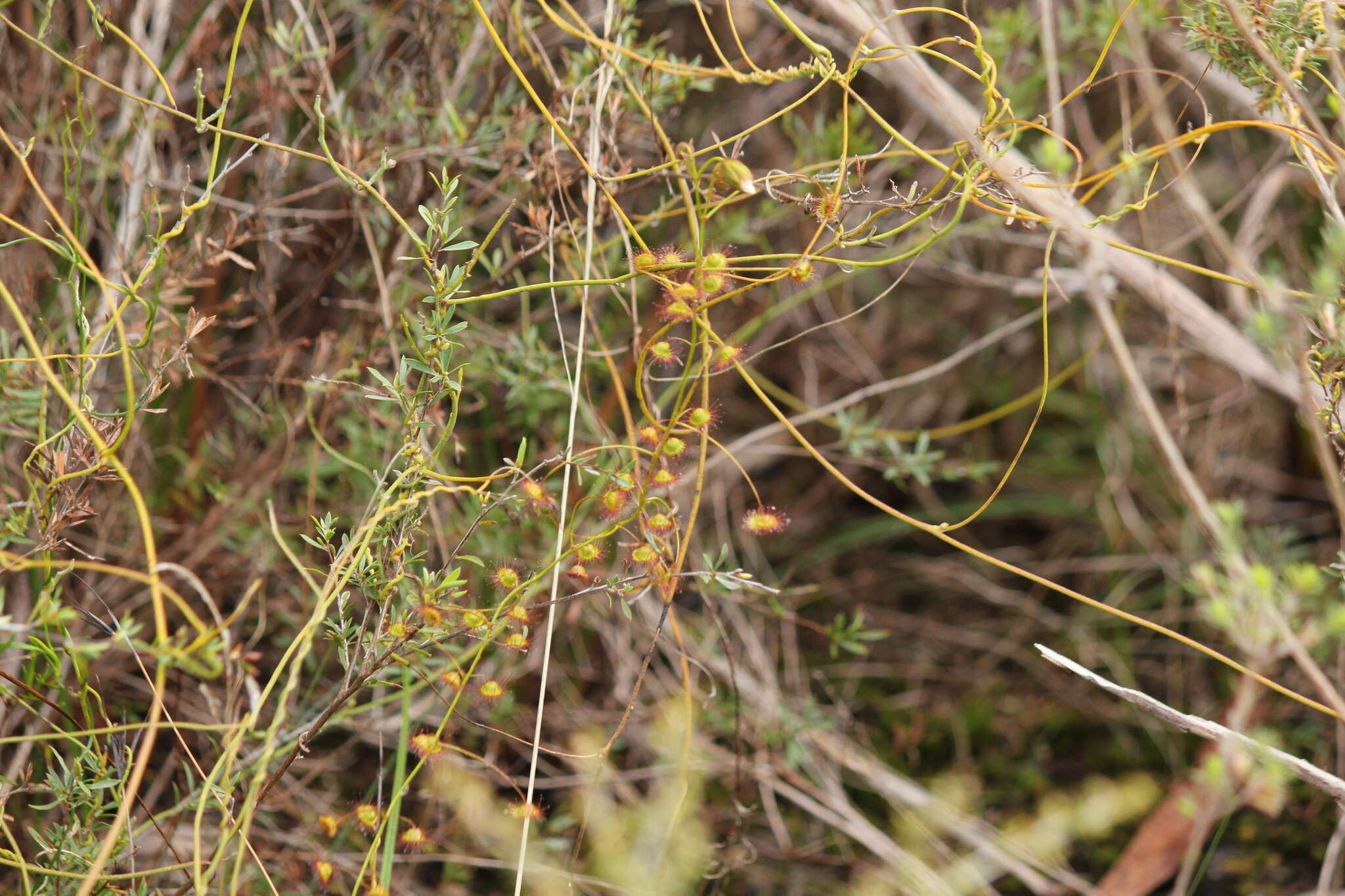 Image of Drosera macrantha Endl.