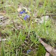 Image of Salvia filifolia Ramamoorthy