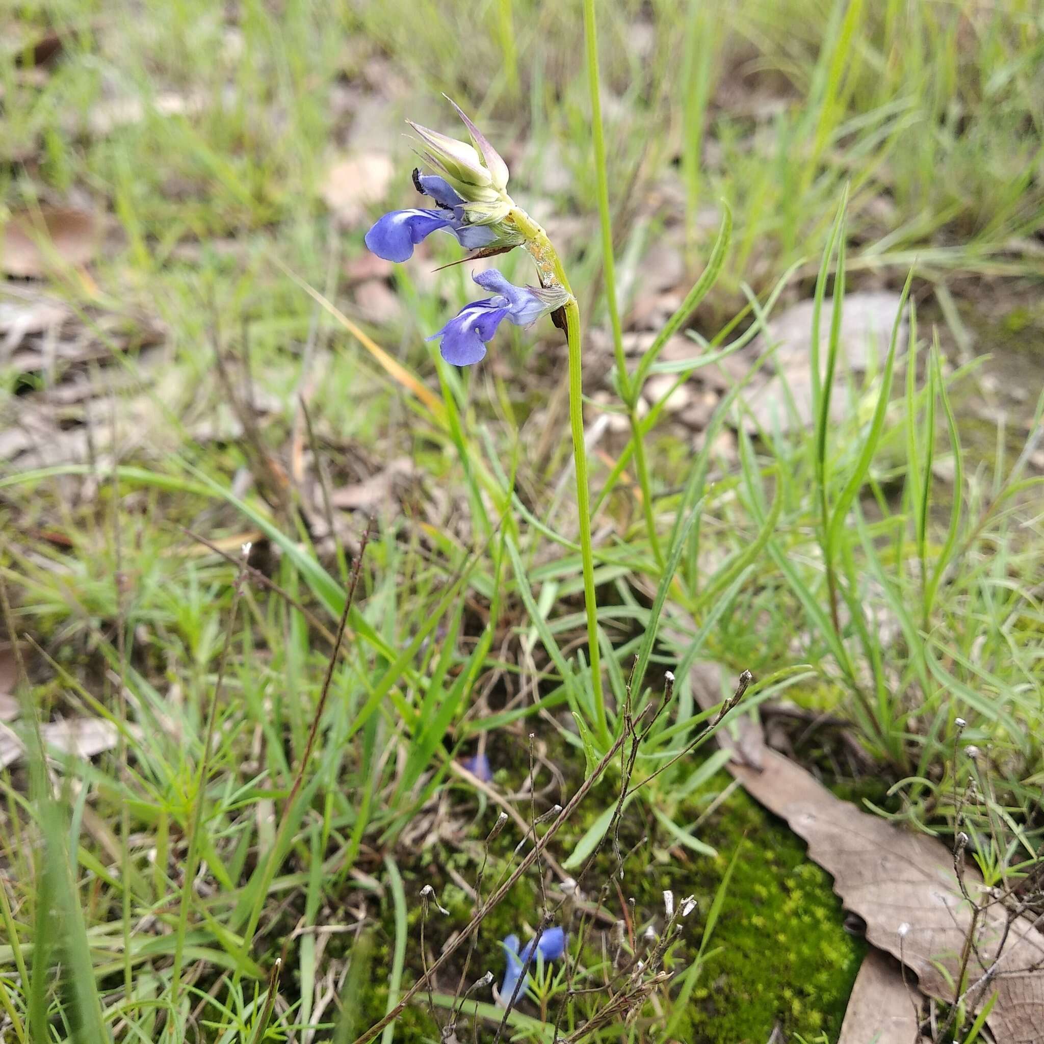 Image of Salvia filifolia Ramamoorthy