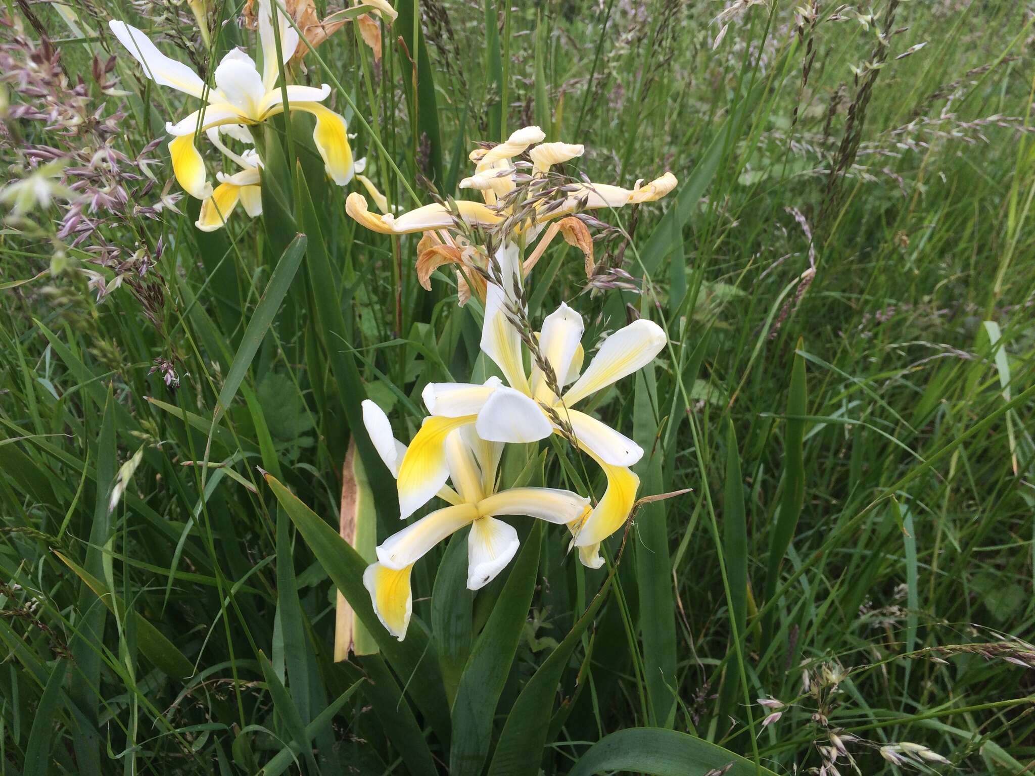 Image de Iris orientalis Mill.