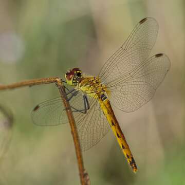 Image of spotted darter