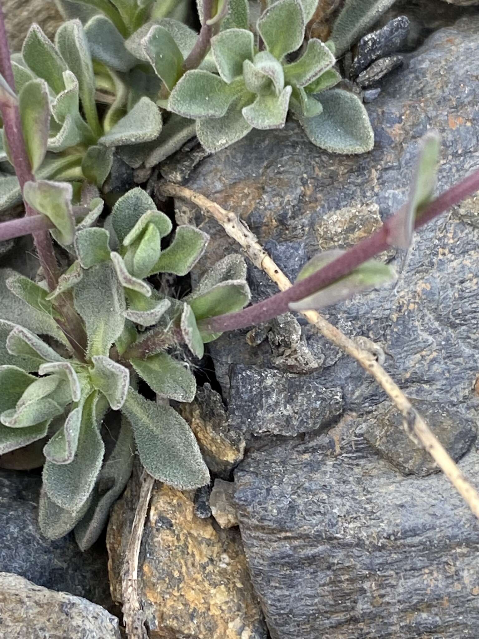 Image of soldier rockcress