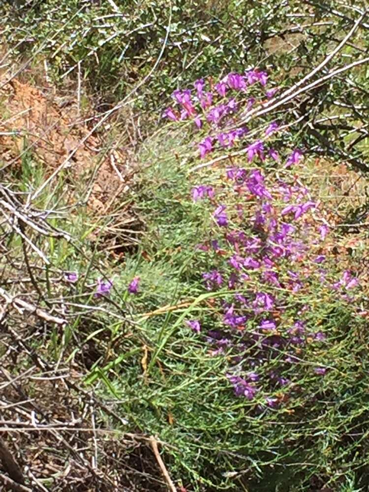 Image of bunchleaf penstemon