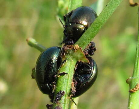 Image of Klamath Weed Beetle