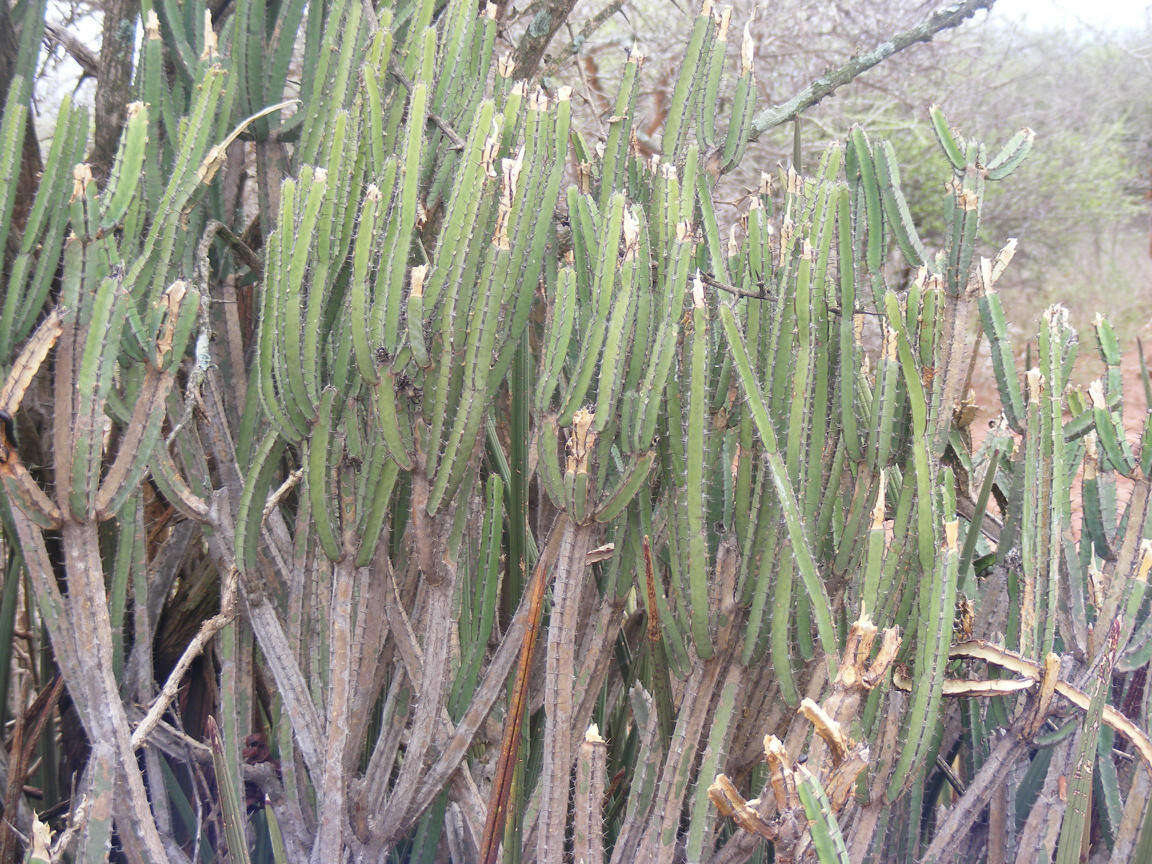 Image of Euphorbia lydenburgensis Schweick. & Letty