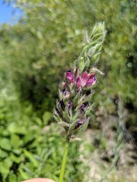 Plancia ëd Hoita orbicularis (Lindl.) Rydb.