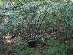 Image of Ptisana attenuata (Labill.) Murdock