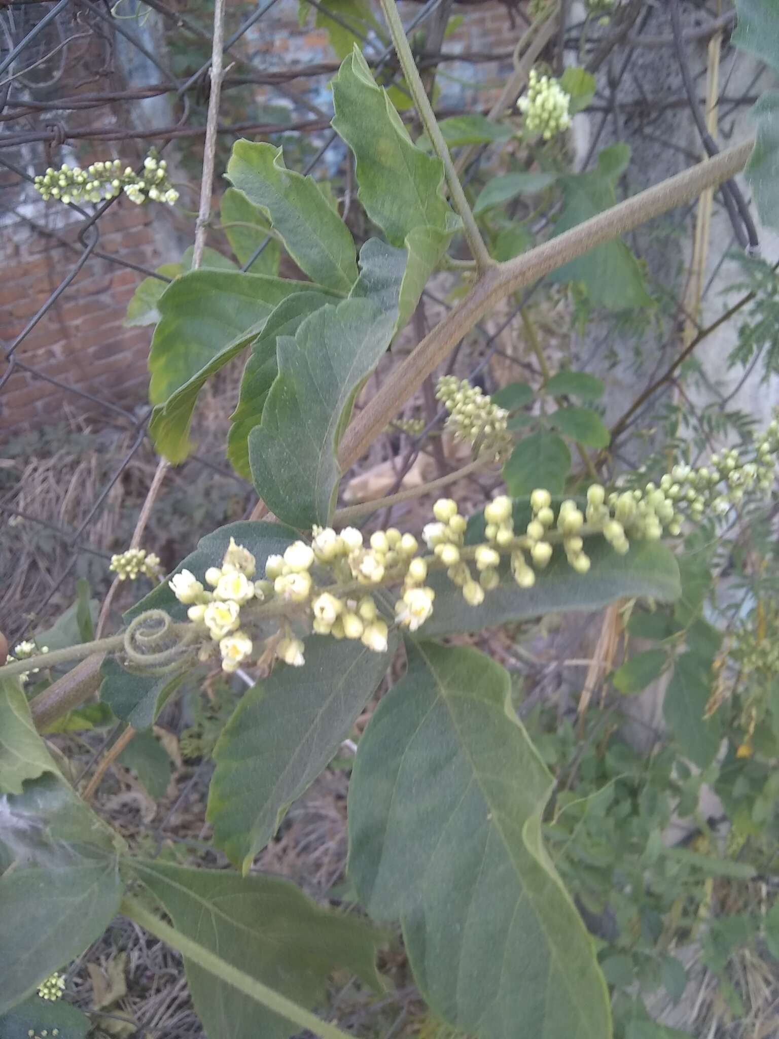 Слика од Paullinia pinnata L.