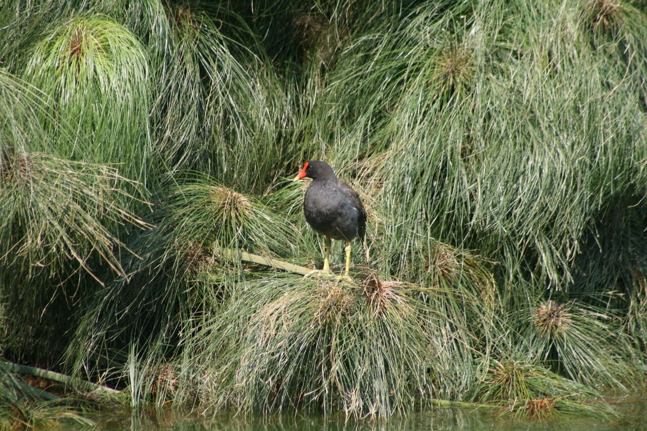 Plancia ëd Gallinula galeata (Lichtenstein & Mhk 1818)