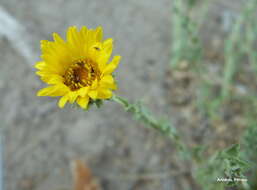 Image of Grindelia brachystephana Griseb.