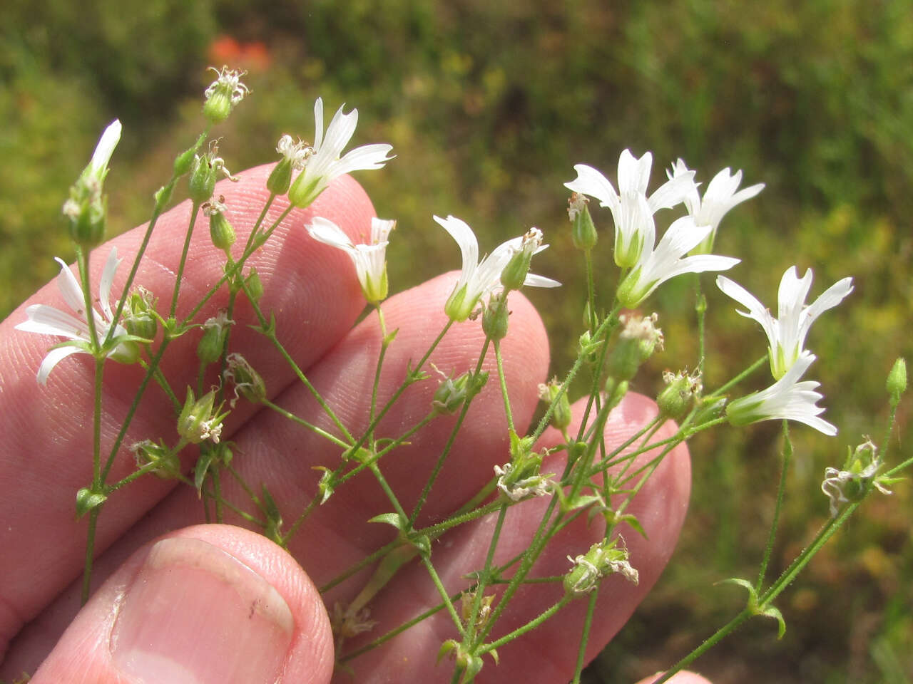 صورة Mononeuria muscorum (Fassett) Dillenb. & Kadereit