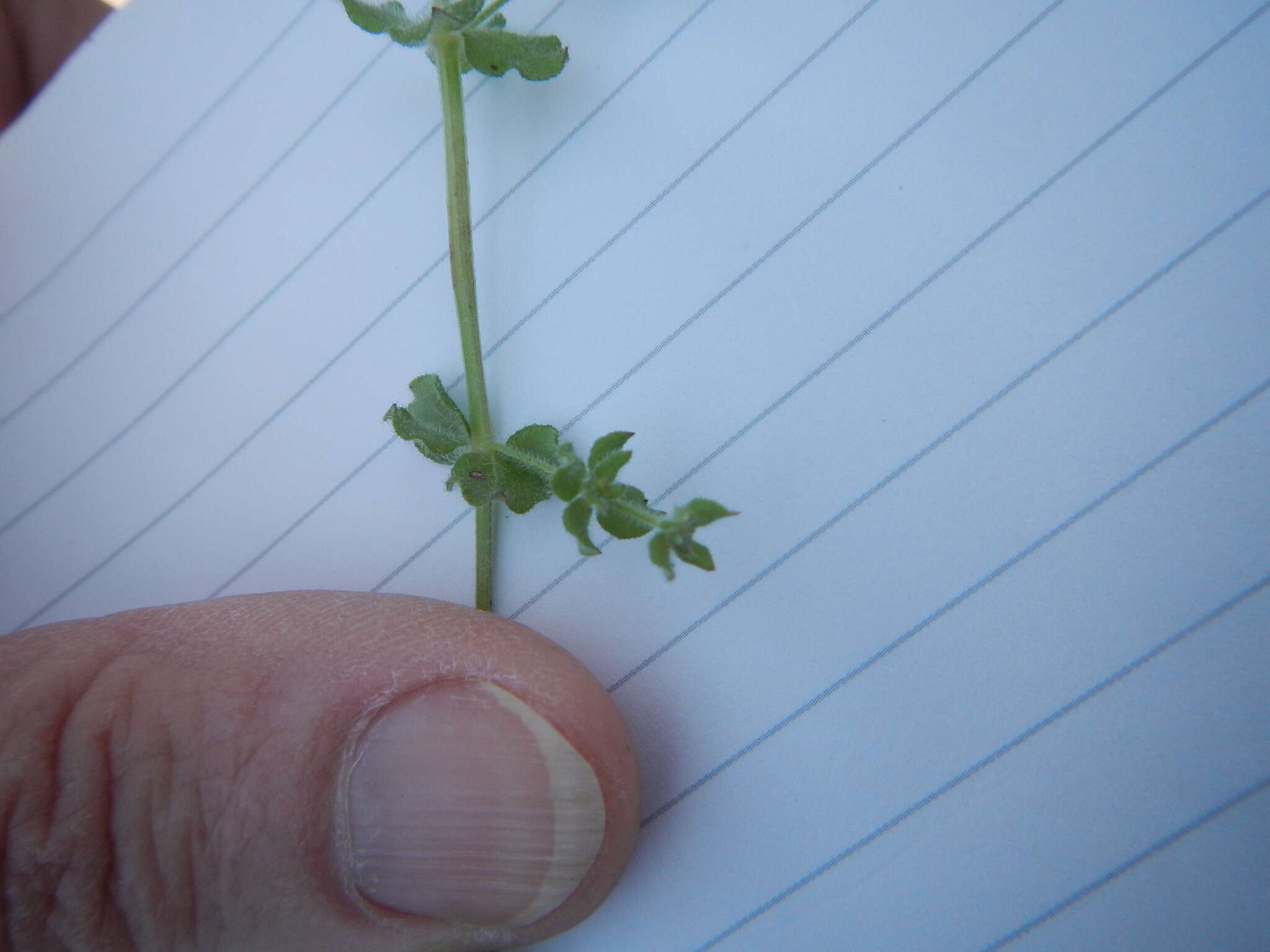 Plancia ëd Galium texense A. Gray