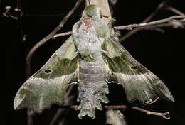 Image of Willowherb Hawkmoth