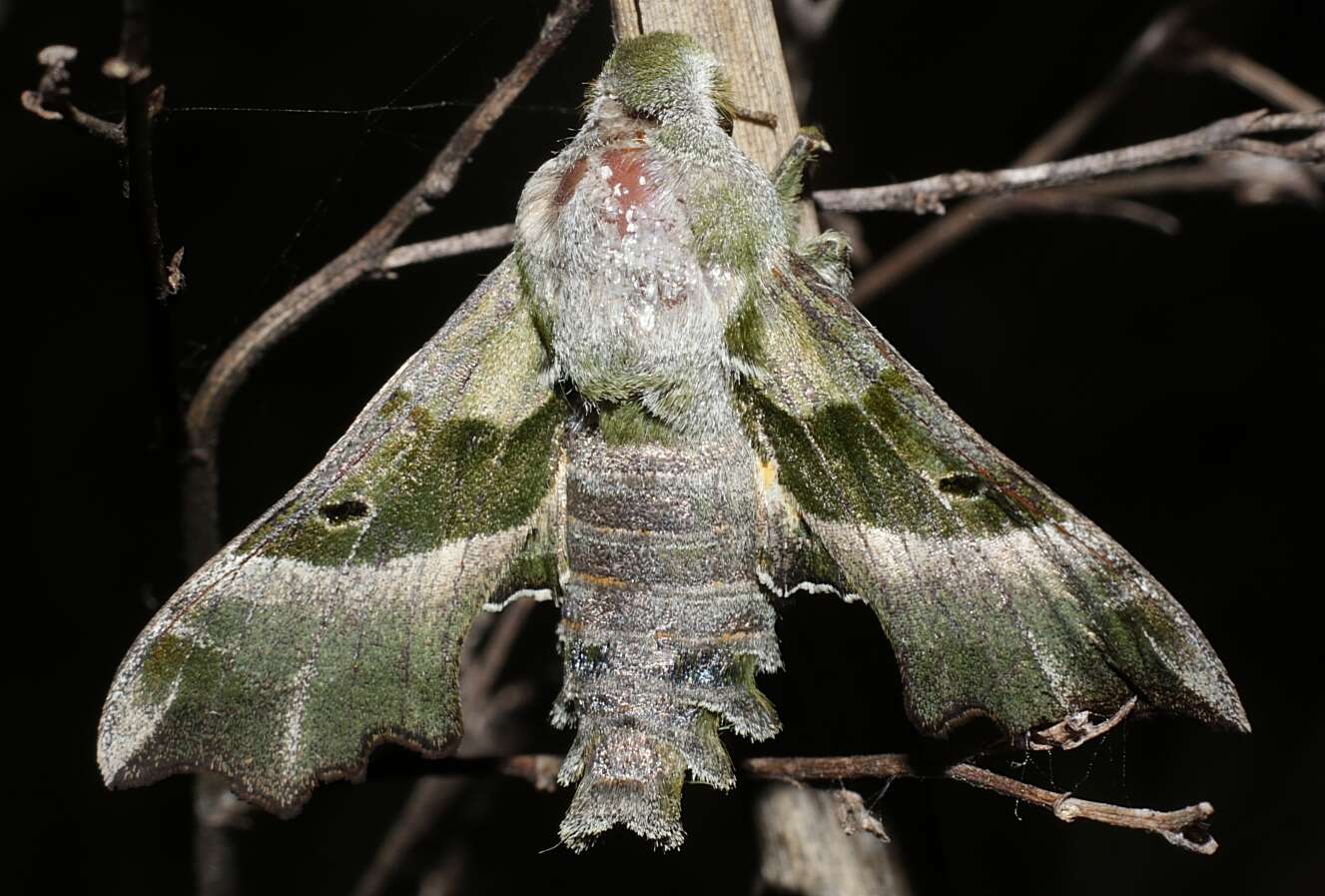 Proserpinus proserpina (Pallas 1772) resmi