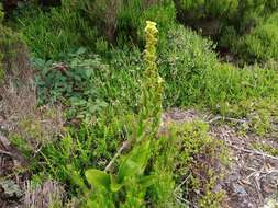 Imagem de Platanthera pollostantha R. M. Bateman & M. Moura