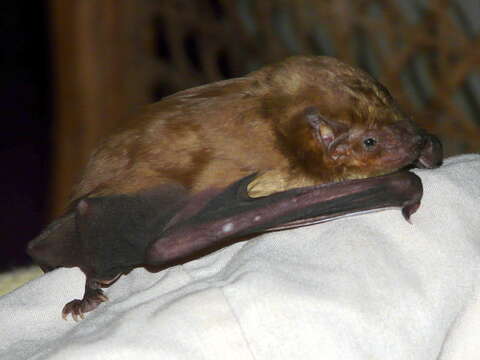 Image of White-bellied House Bat