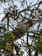 Image of Cacatua sanguinea gymnopis Sclater & PL 1871