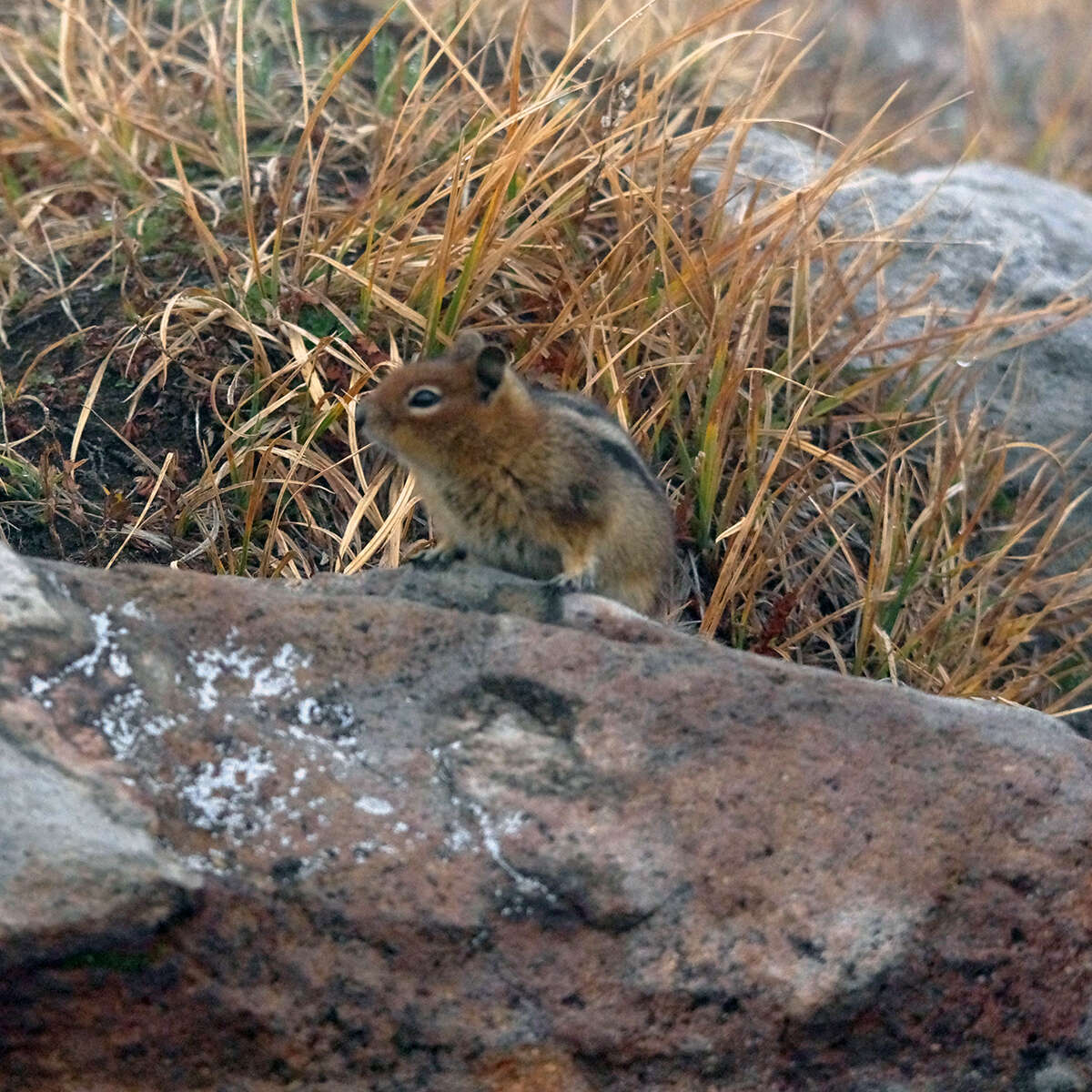 Image of Callospermophilus saturatus (Rhoads 1895)