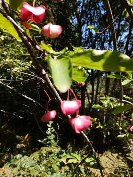 Imagem de Euonymus latifolius (L.) Mill.