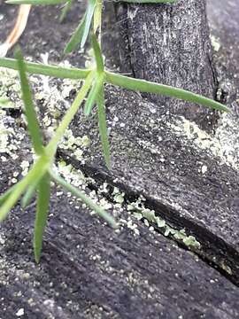 Image of Pseudocherleria laricina (L.) Dillenb. & Kadereit