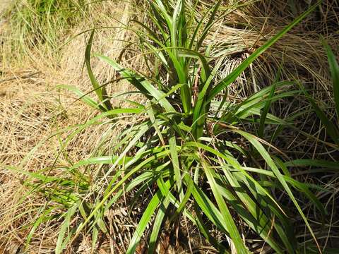 Image of Xerophyta schlechteri (Baker) N. L. Menezes