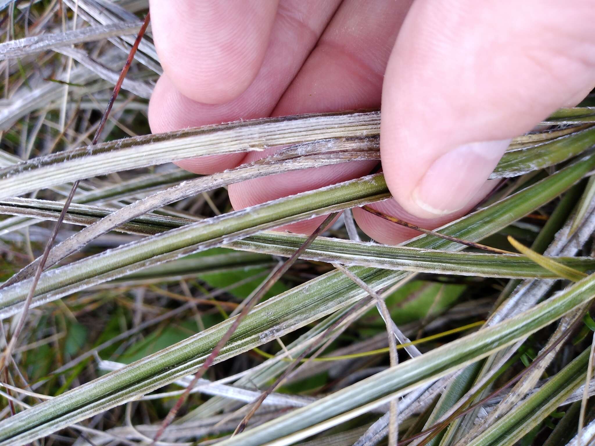 Image of Astelia graminea L. B. Moore