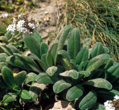 Image of Myosotis rakiura L. B. Moore