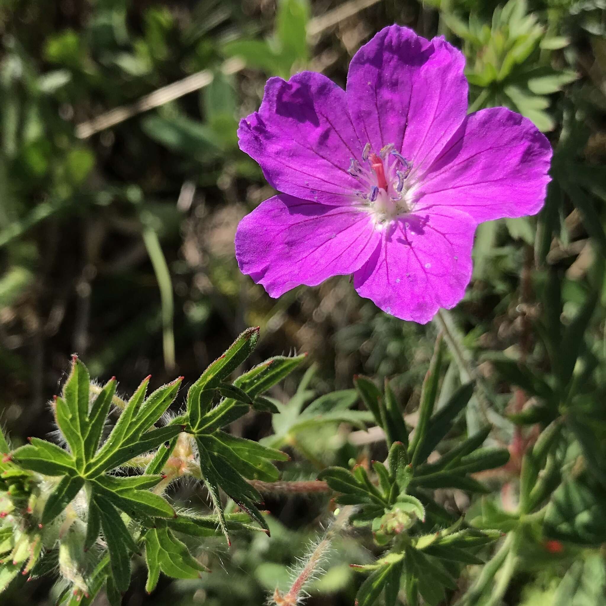 Image of bloody geranium