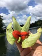 Image of Drymonia serrulata (Jacq.) Mart.