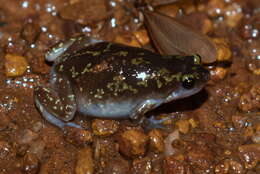 Image of Eluru dot frog