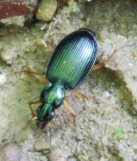 Image of Agonum (Olisares) extensicolle (Say 1823)