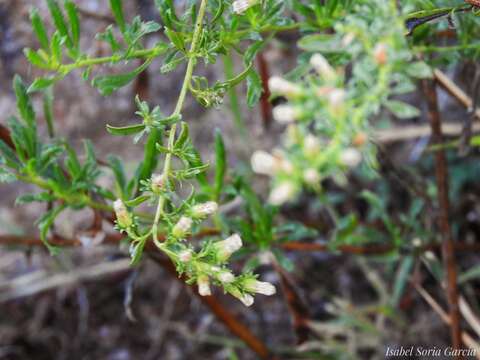 Imagem de Baccharis ramiflora A. Gray