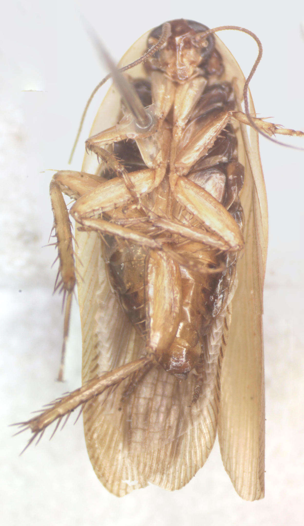 Image of Latiblattella angustifrons Hebard 1920