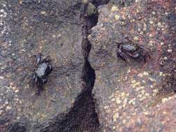 Image of mottled shore crab